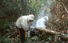 Apicultores Auw capturam enxames no territrio de Sangradouro. Foto Larcio Miranda