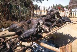 Carne de caa assada para no estragar. Foto Laercio Miranda