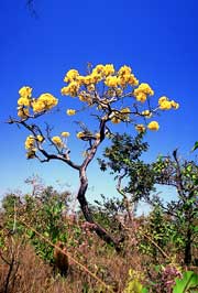 rea de cerrado prxima  Aldeia Abelhinha.