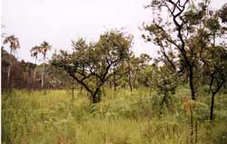 Tsadar r na h. Cerrado com mata ciliar ao fundo. Foto Francisco Junior