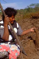 Mulher colhendo car. Pi te tsapo mooni. Foto Margarida Aguad