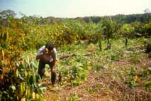 Limpando a terra para plantar a roa "de toco". Foto Larcio Miranda