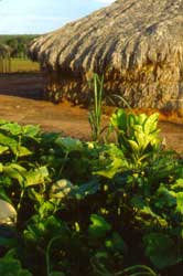 Abbora, jaca e cana na roa familiar (atras da casa). Foto Xanda de Biase