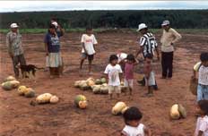 Velho divide a primeira colheita de abboras. Foto Hiparidi D. Top'tiro